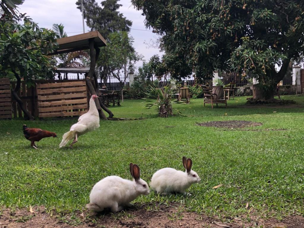 Kivu Beach Garden Gisenyi Dış mekan fotoğraf